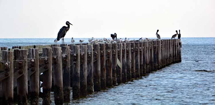pelicans on pier